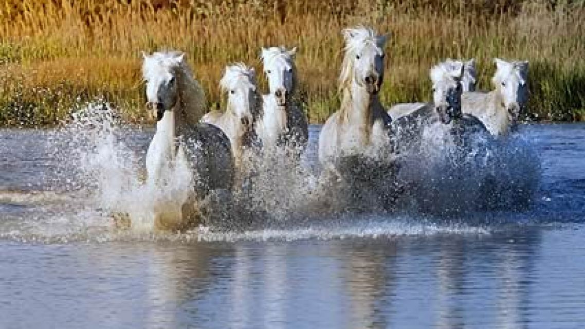 Südfrankreich-Camargue-Pferde