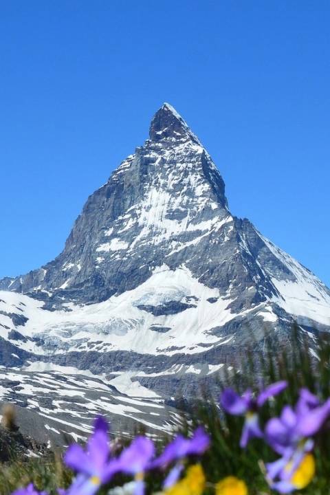 Matterhorn-Alpenblumen-Wallis
